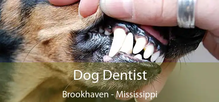 Dog Dentist Brookhaven - Mississippi