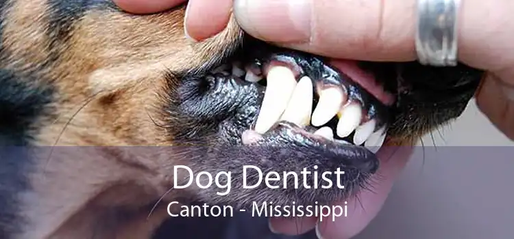 Dog Dentist Canton - Mississippi