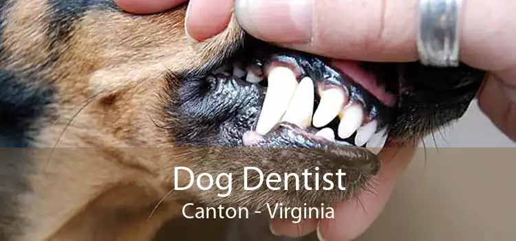 Dog Dentist Canton - Virginia
