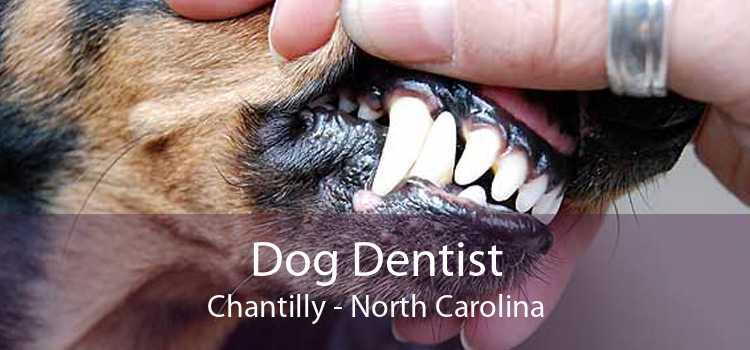 Dog Dentist Chantilly - North Carolina
