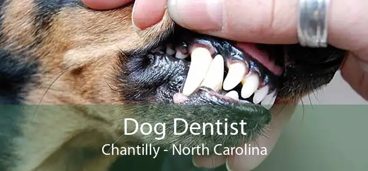 Dog Dentist Chantilly - North Carolina