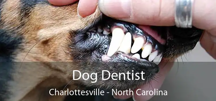 Dog Dentist Charlottesville - North Carolina