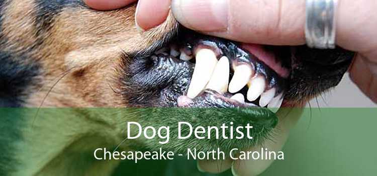 Dog Dentist Chesapeake - North Carolina