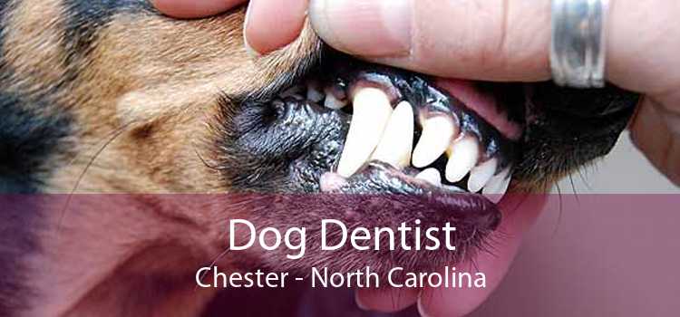 Dog Dentist Chester - North Carolina