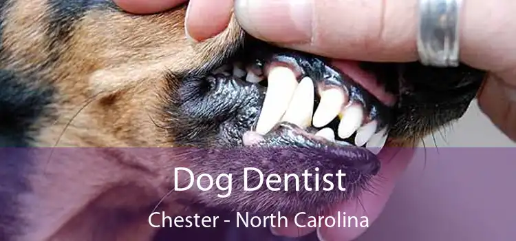 Dog Dentist Chester - North Carolina