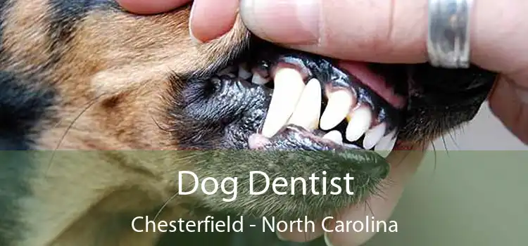 Dog Dentist Chesterfield - North Carolina