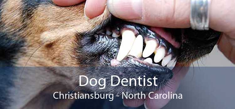 Dog Dentist Christiansburg - North Carolina