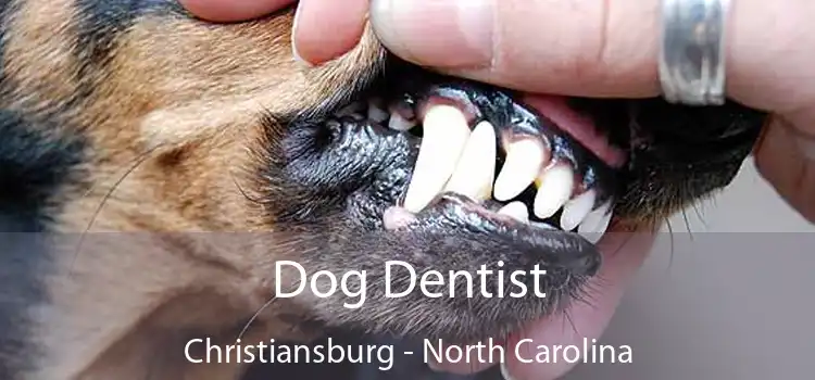 Dog Dentist Christiansburg - North Carolina