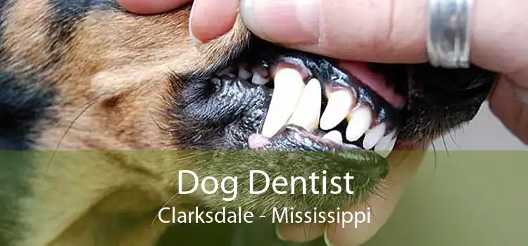 Dog Dentist Clarksdale - Mississippi
