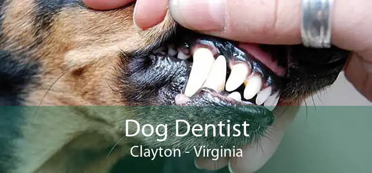 Dog Dentist Clayton - Virginia