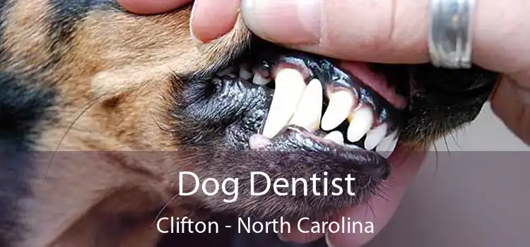 Dog Dentist Clifton - North Carolina