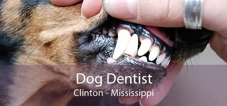 Dog Dentist Clinton - Mississippi