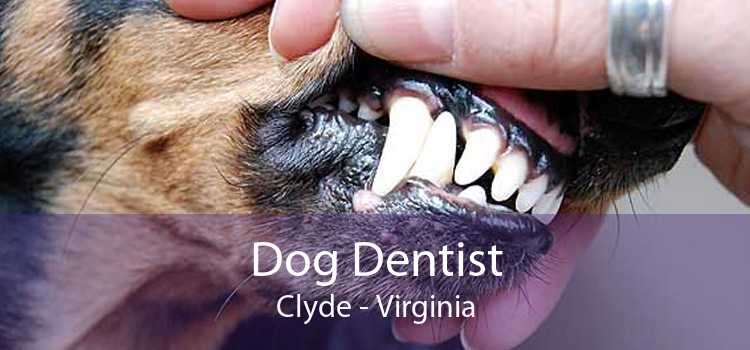 Dog Dentist Clyde - Virginia