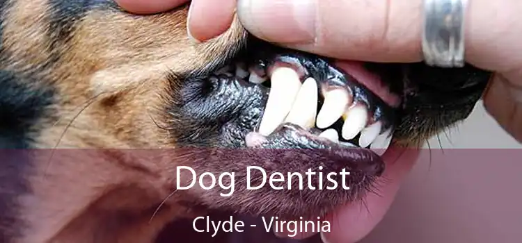 Dog Dentist Clyde - Virginia