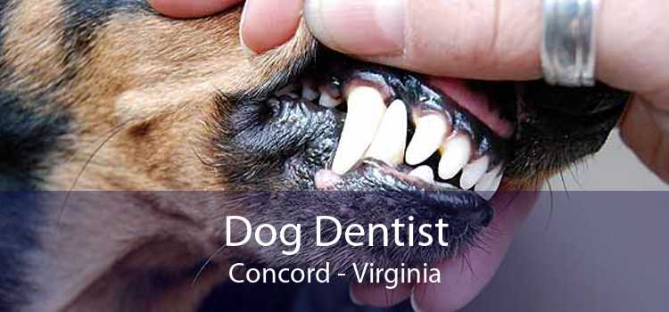 Dog Dentist Concord - Virginia