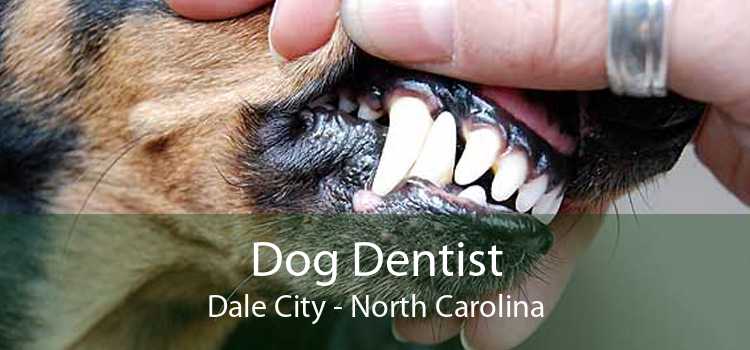 Dog Dentist Dale City - North Carolina