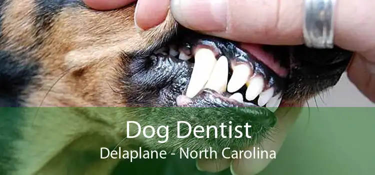 Dog Dentist Delaplane - North Carolina