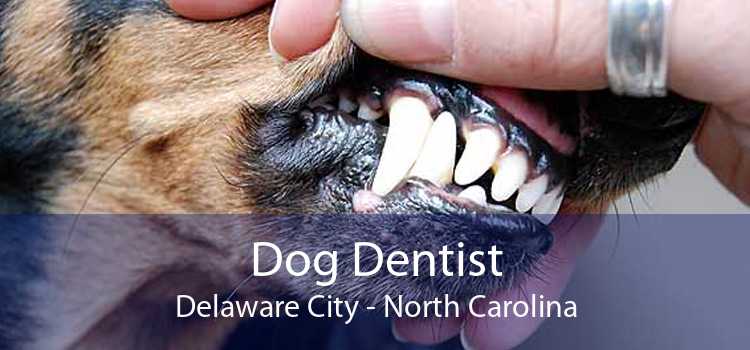 Dog Dentist Delaware City - North Carolina
