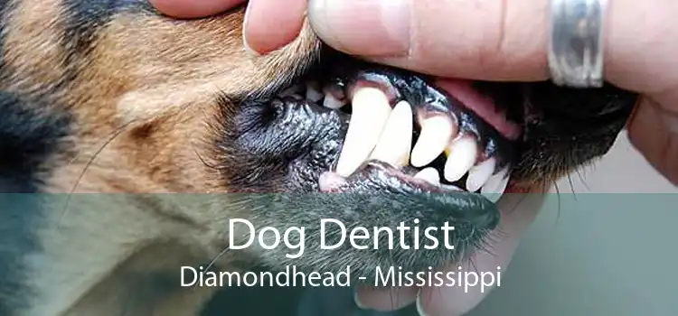 Dog Dentist Diamondhead - Mississippi