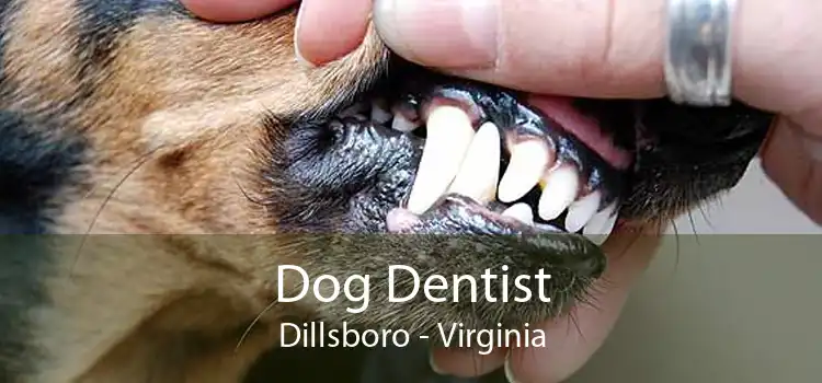 Dog Dentist Dillsboro - Virginia