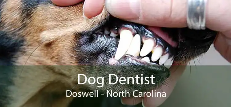 Dog Dentist Doswell - North Carolina