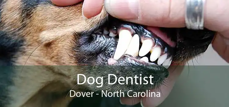 Dog Dentist Dover - North Carolina