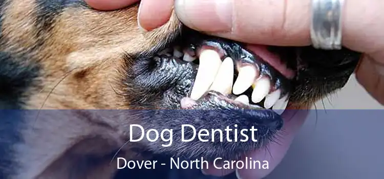 Dog Dentist Dover - North Carolina