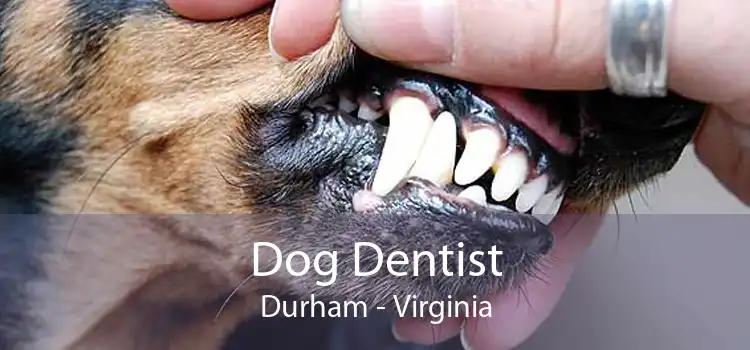 Dog Dentist Durham - Virginia