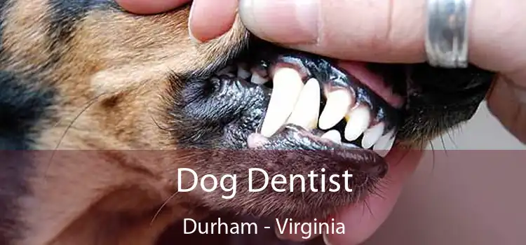 Dog Dentist Durham - Virginia