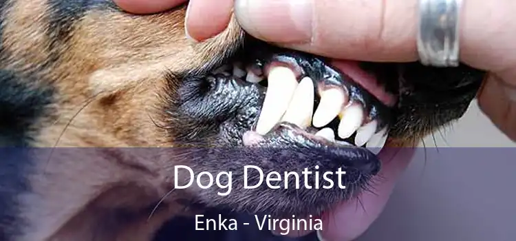 Dog Dentist Enka - Virginia