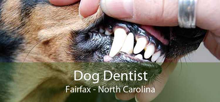 Dog Dentist Fairfax - North Carolina