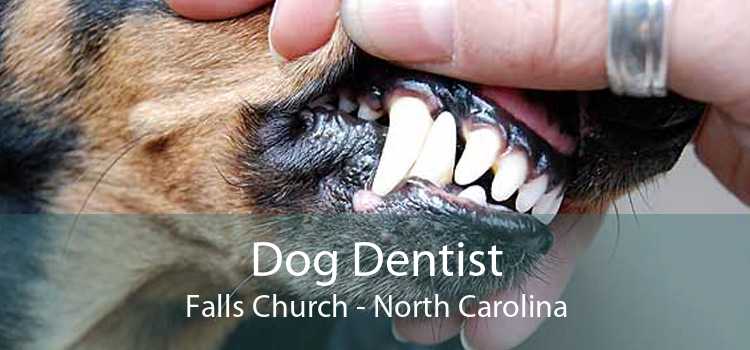 Dog Dentist Falls Church - North Carolina