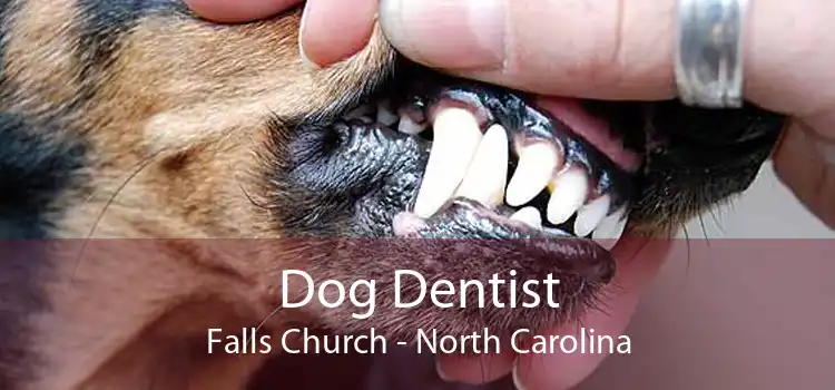 Dog Dentist Falls Church - North Carolina