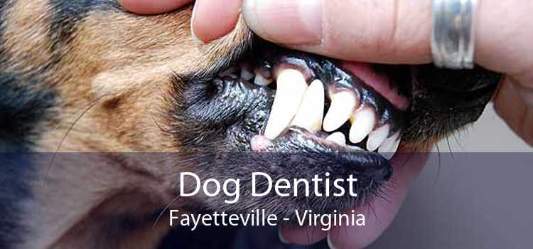 Dog Dentist Fayetteville - Virginia