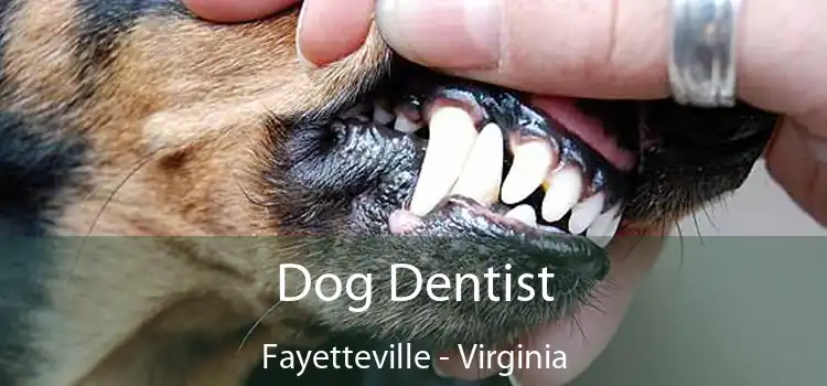 Dog Dentist Fayetteville - Virginia