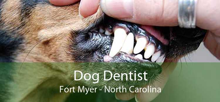 Dog Dentist Fort Myer - North Carolina