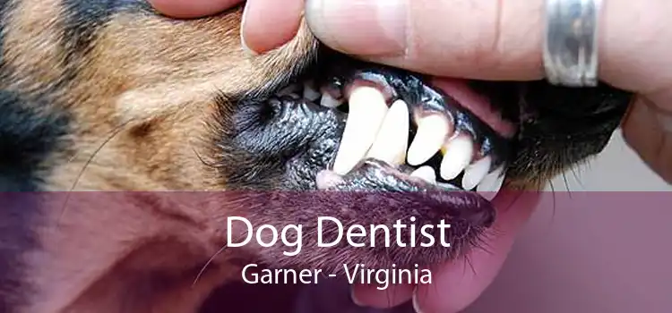 Dog Dentist Garner - Virginia