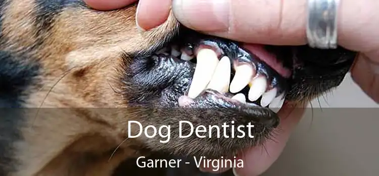 Dog Dentist Garner - Virginia