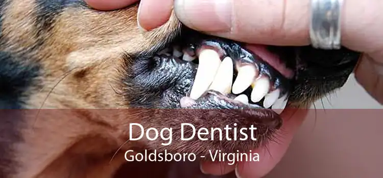 Dog Dentist Goldsboro - Virginia