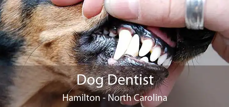 Dog Dentist Hamilton - North Carolina