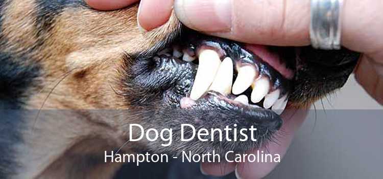 Dog Dentist Hampton - North Carolina