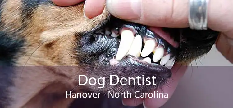 Dog Dentist Hanover - North Carolina