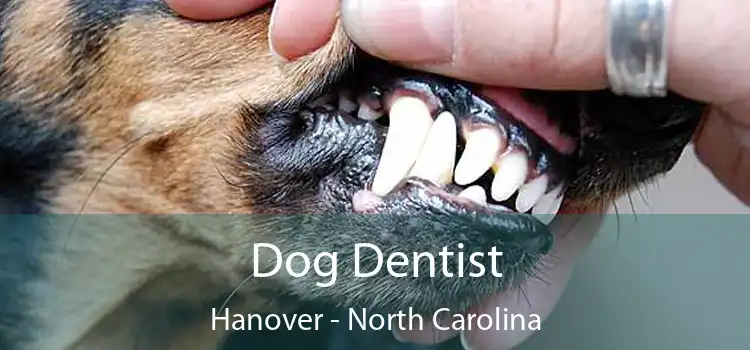 Dog Dentist Hanover - North Carolina