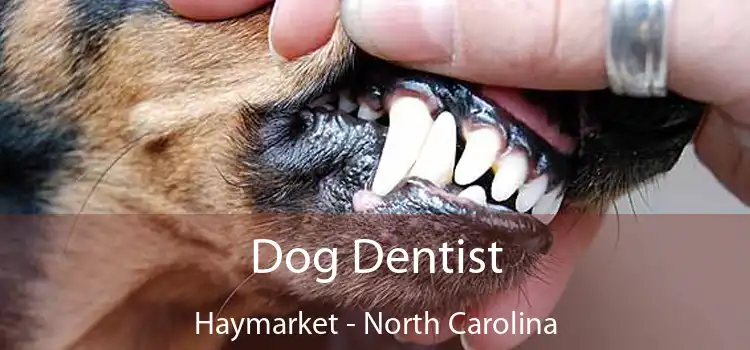 Dog Dentist Haymarket - North Carolina