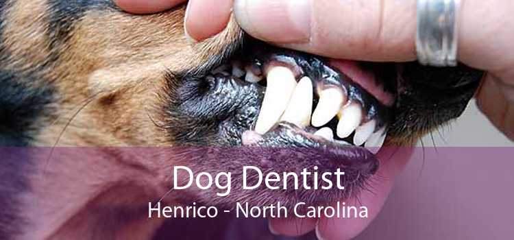 Dog Dentist Henrico - North Carolina