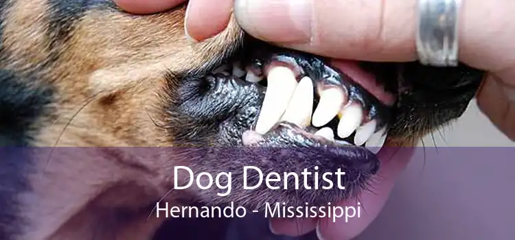 Dog Dentist Hernando - Mississippi