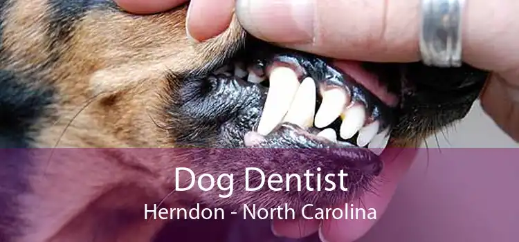 Dog Dentist Herndon - North Carolina