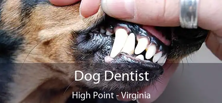 Dog Dentist High Point - Virginia