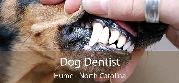 Dog Dentist Hume - North Carolina