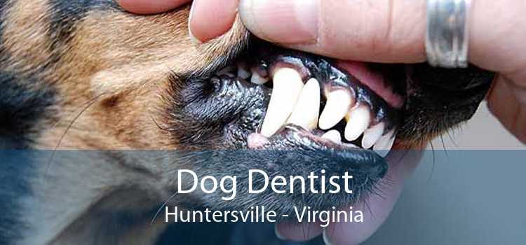 Dog Dentist Huntersville - Virginia